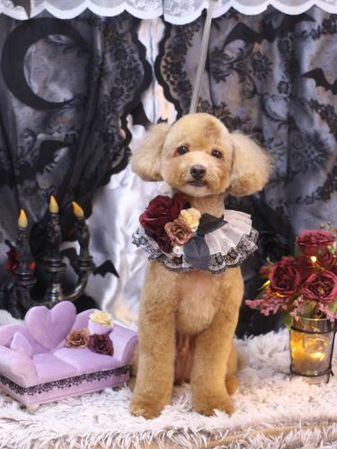 20231001おでんくん